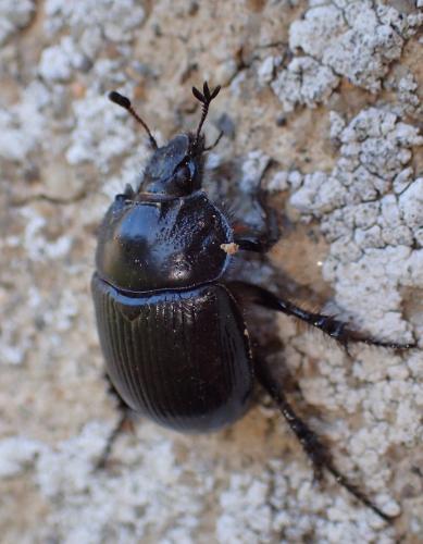 Réf. 221 041 : Typhaeus typhoeus